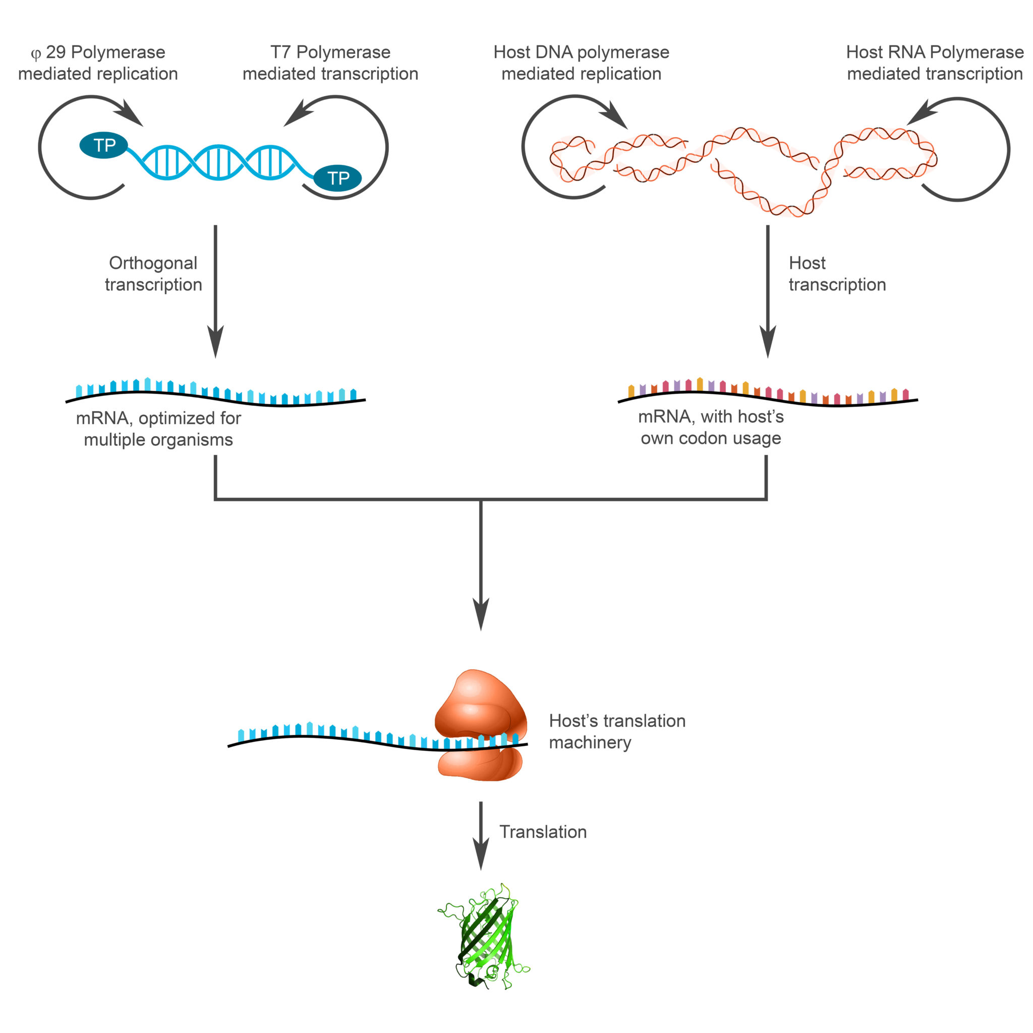 Explore the new universe of model organisms for biology