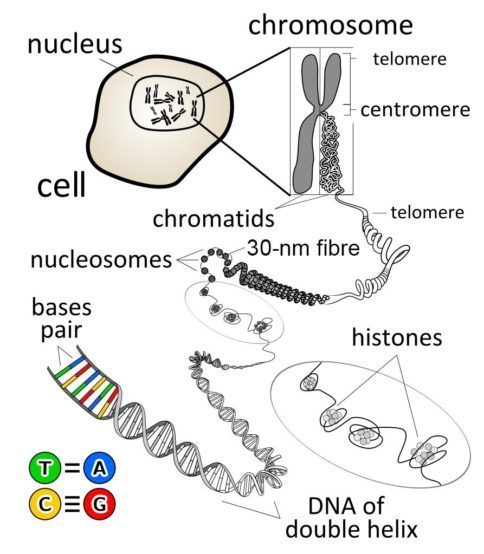 Who Really Won The Race To Solve The Dna Structure