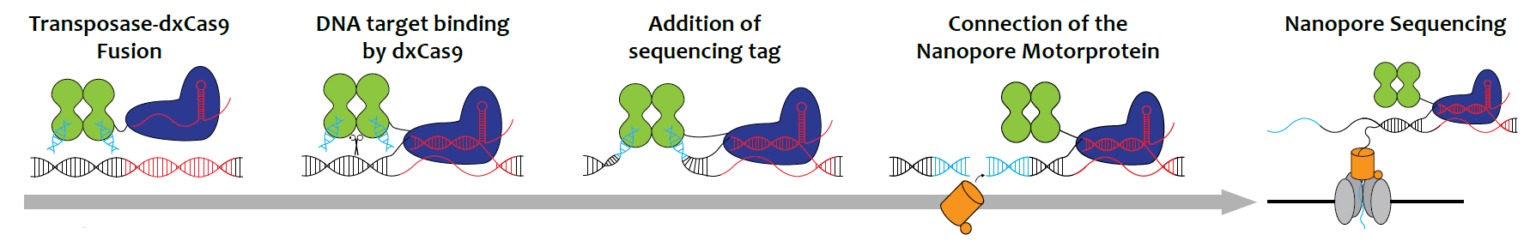 The end of gene doping - by the help of iGEM team