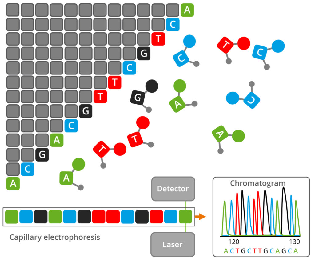 The DNA Universe - Eurofins Genomics Blog