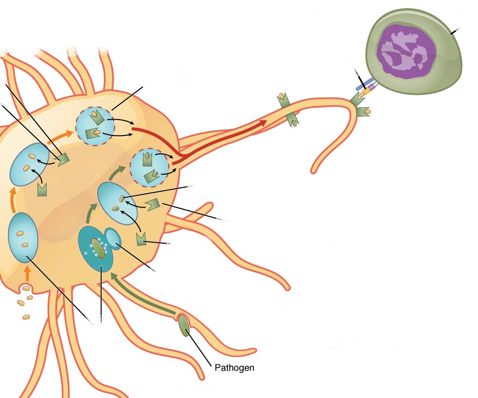 Drawing: Reaction of dendritic cells to RNA vaccination