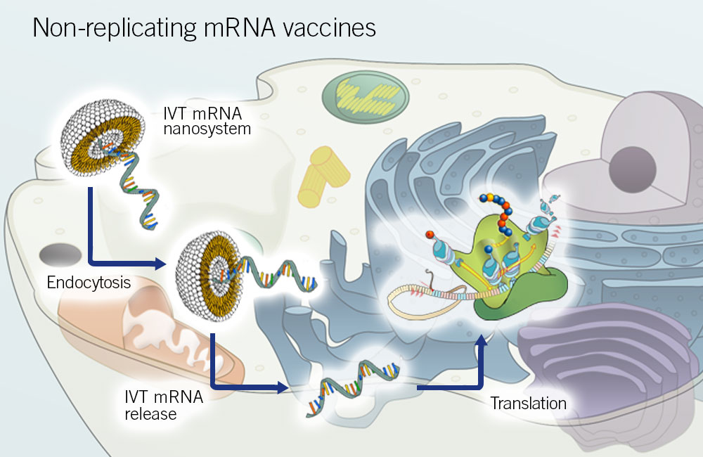 Drawing: Non-replicating mRNA vaccines