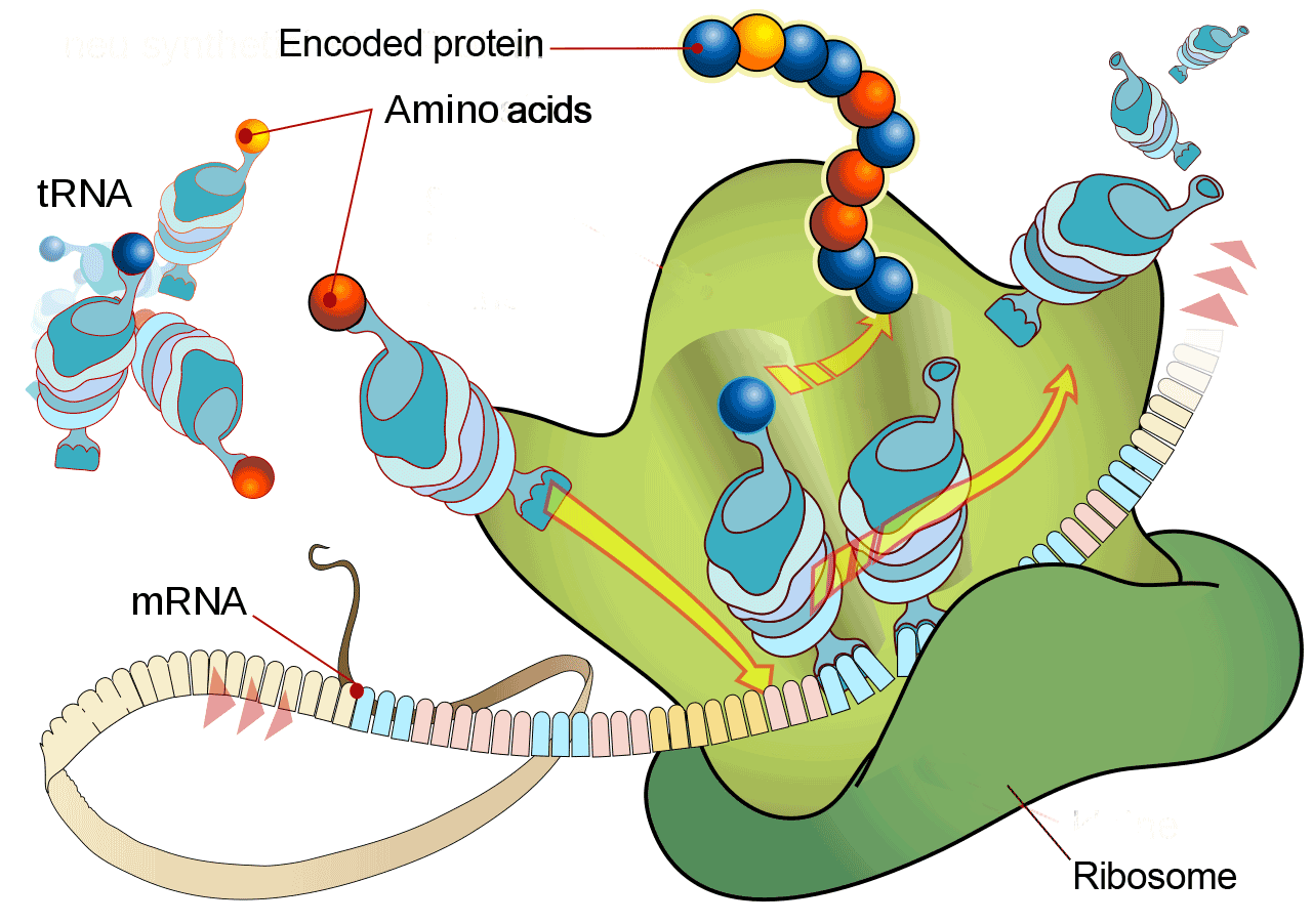 Drawing: Ribosome mRNA translation