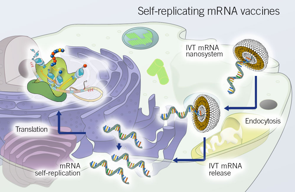 Drawing: Self-replicating mRNA vaccines