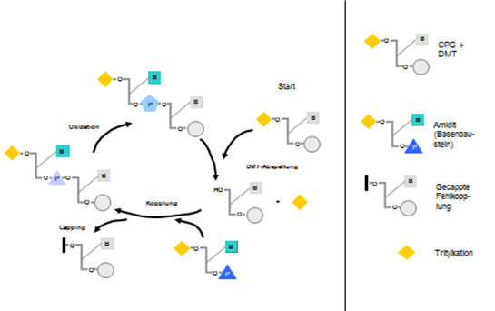 Chemical process of the oligo synthesis