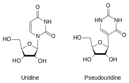 Two types of RNA: Uridine and Pseudouridine