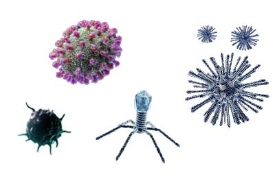 Different viruses