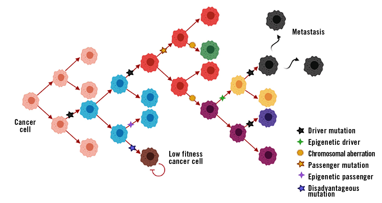 Scheme cancer cell development