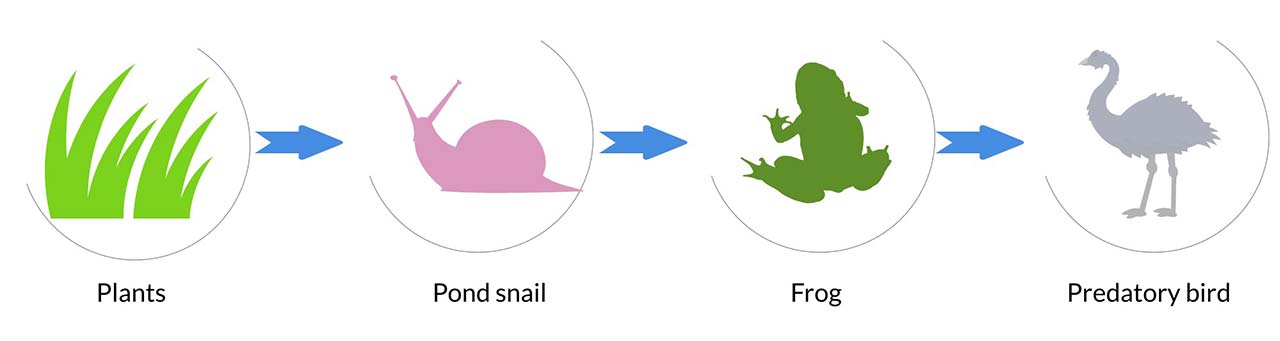 Sequence food chain: From plants to predatory bird