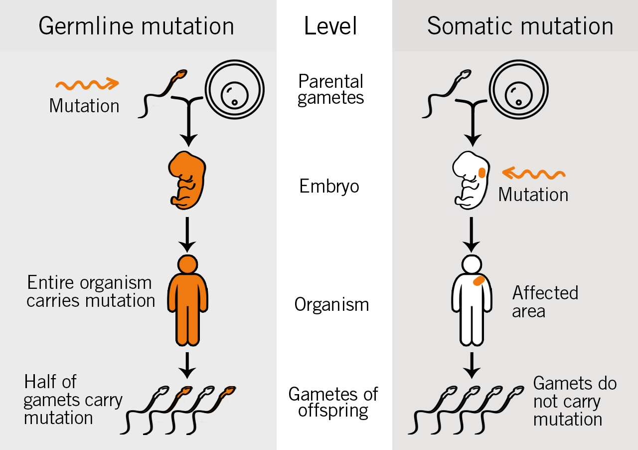 Difference Germline mutation, Somatic mutation