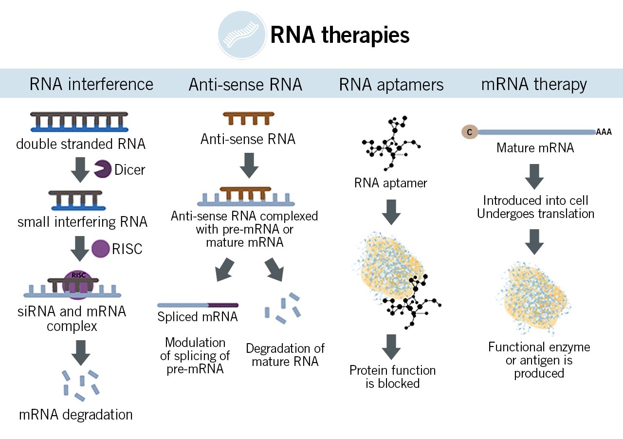Schemes of different RNA therapies