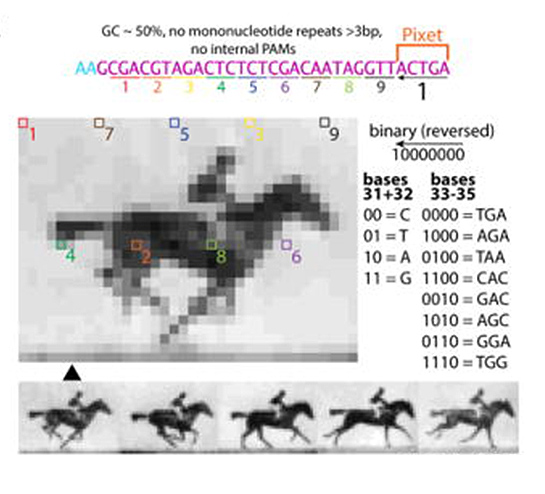 Figure: Encoding a short-film in bacteria