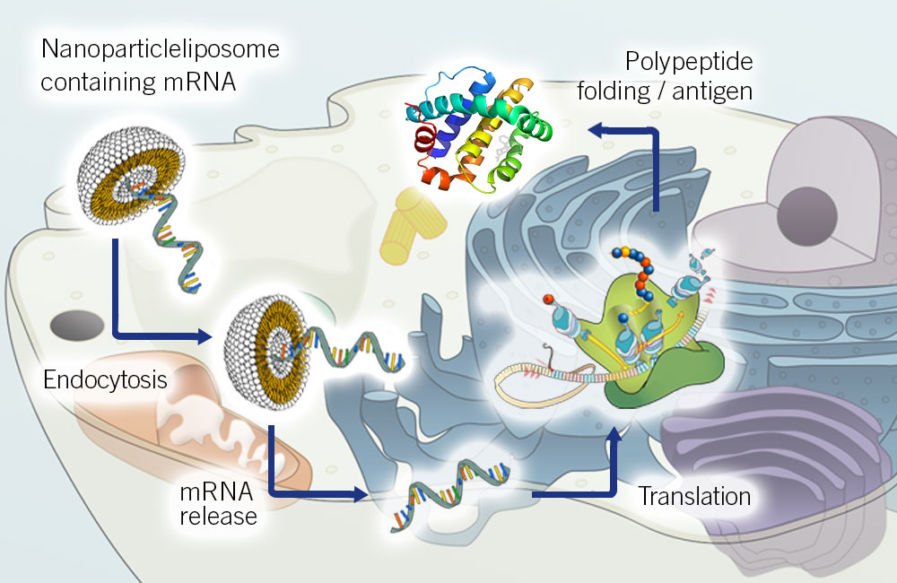 The History Of Mrna Applications The Dna Universe Blog