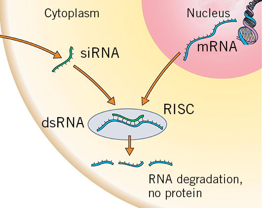 Figure: Bringing about post-transcriptional changes with RNA interference