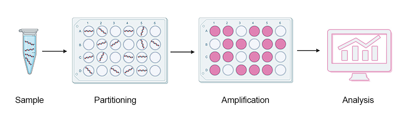 Schematic representation of dPCR workflow