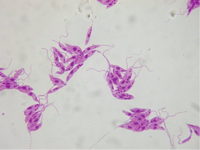 Leishmania in close-up