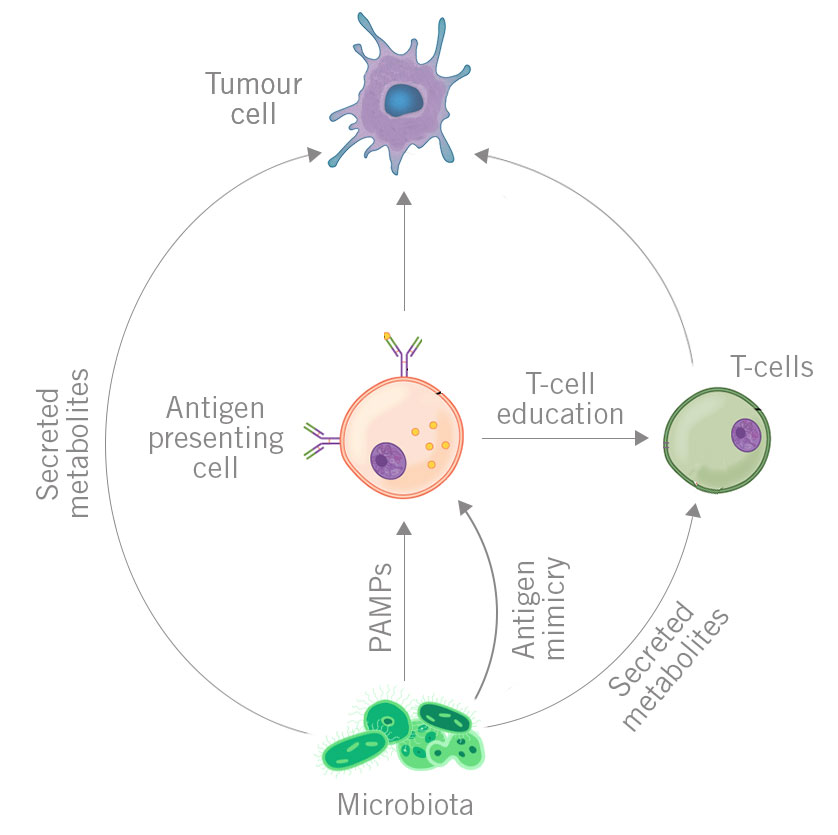 Mechanisms of influence of distant microbiome on cancer