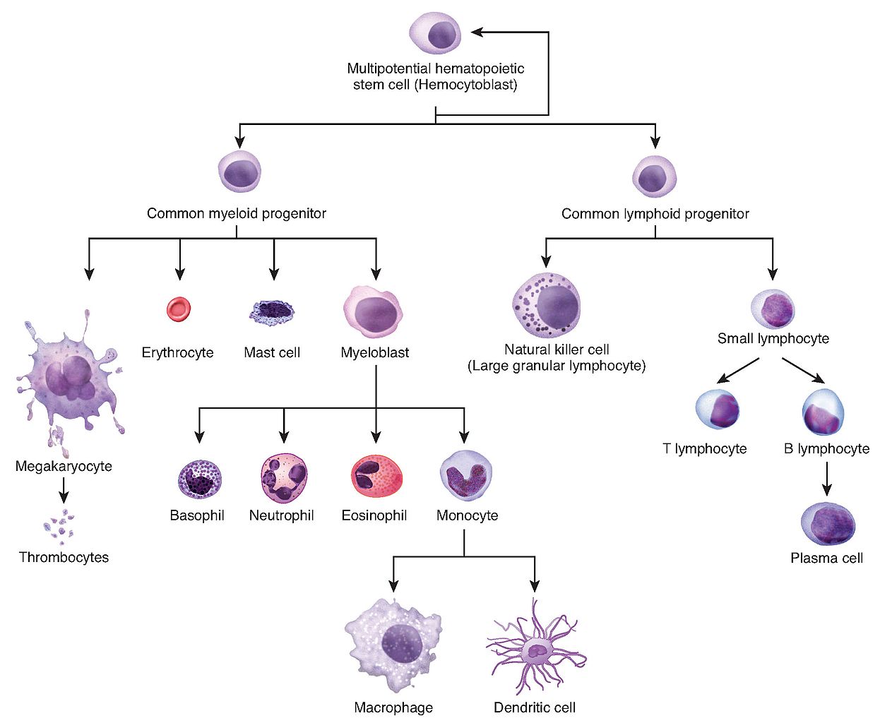 stem cell flow chart