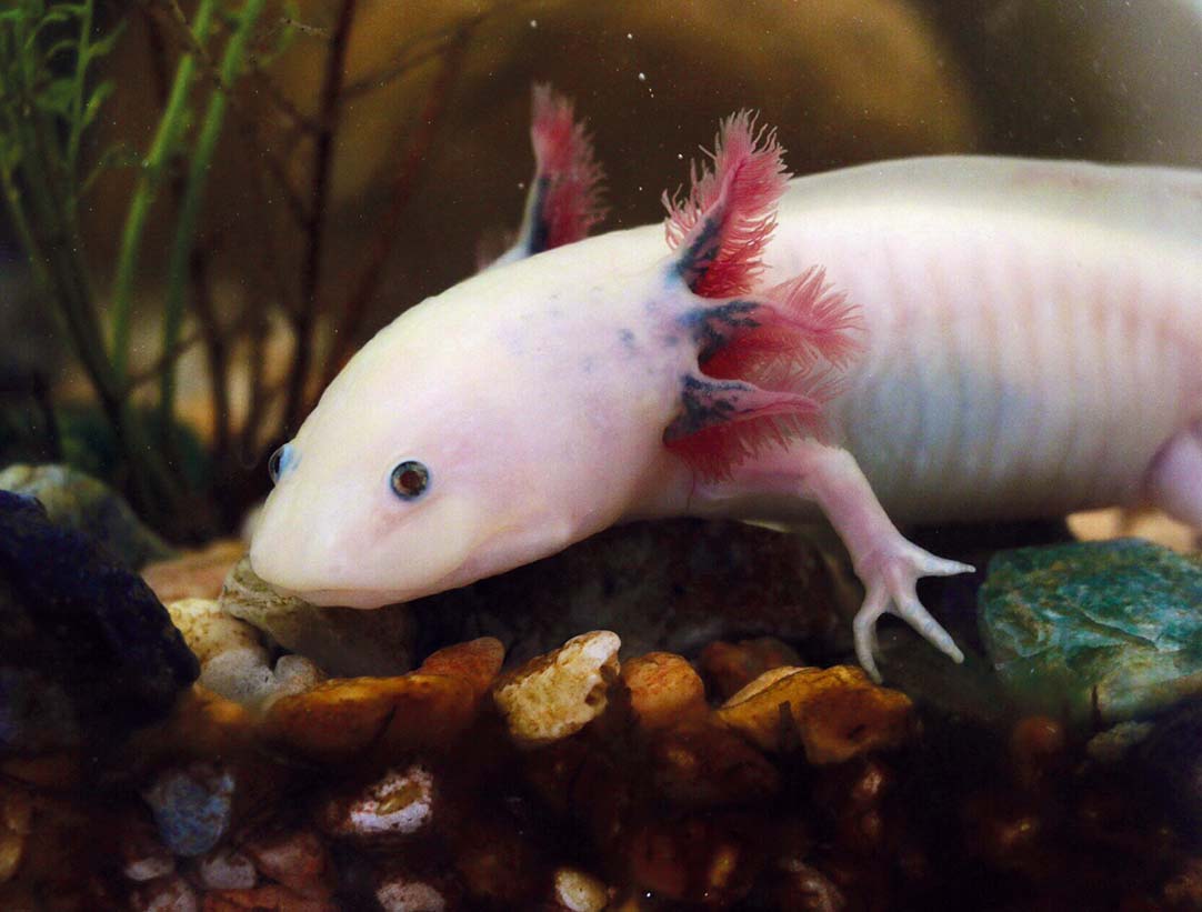 Axolotl