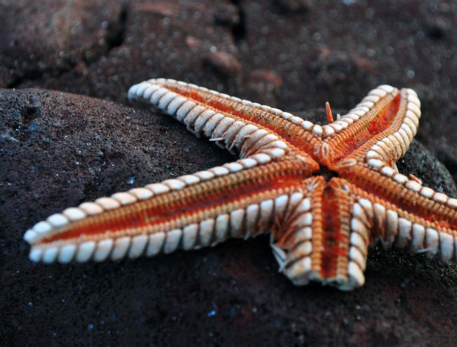 Starfish