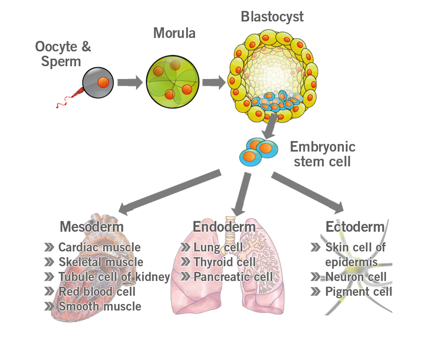 Depiction of embryonic stem cell differentiation