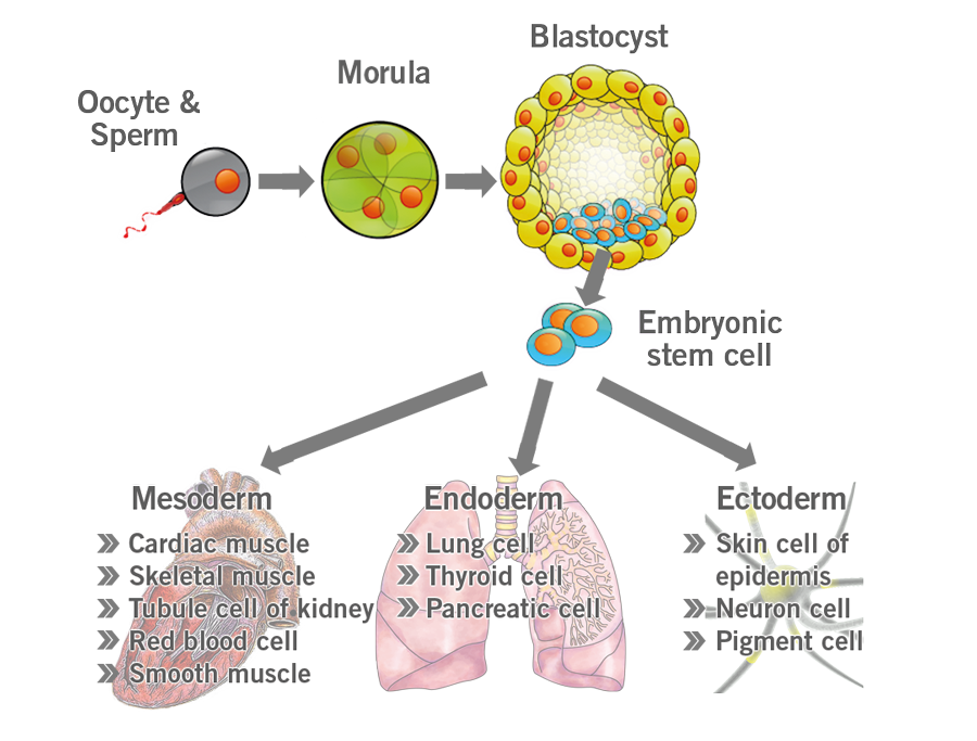 stem cell differentiation