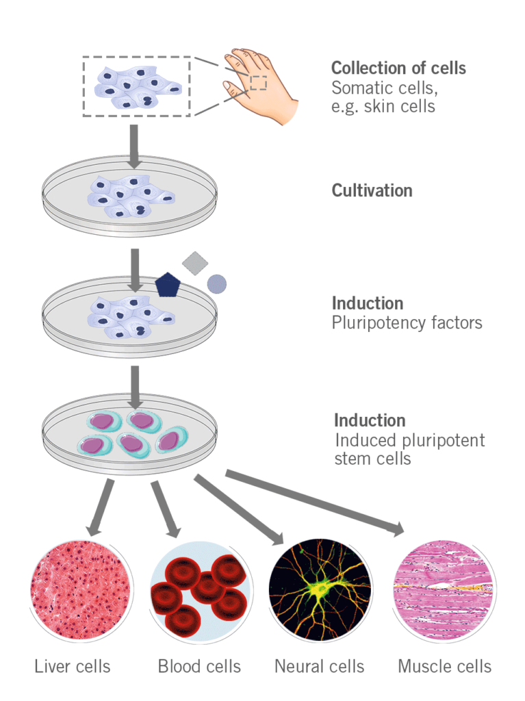 stem cell therapy research paper pdf