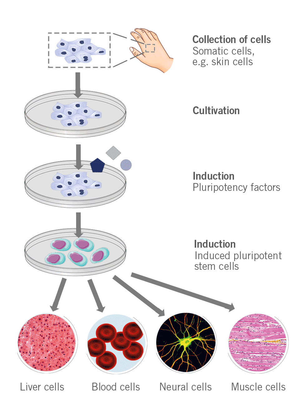 Depiction of the process to generate induced pluripotent stem cells