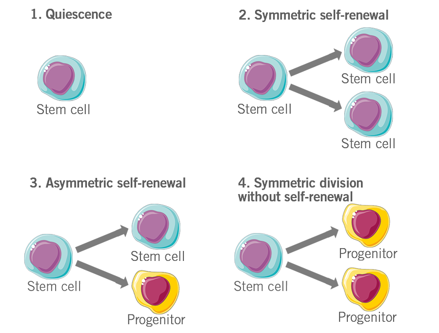 Depiction of the fate of stem cells