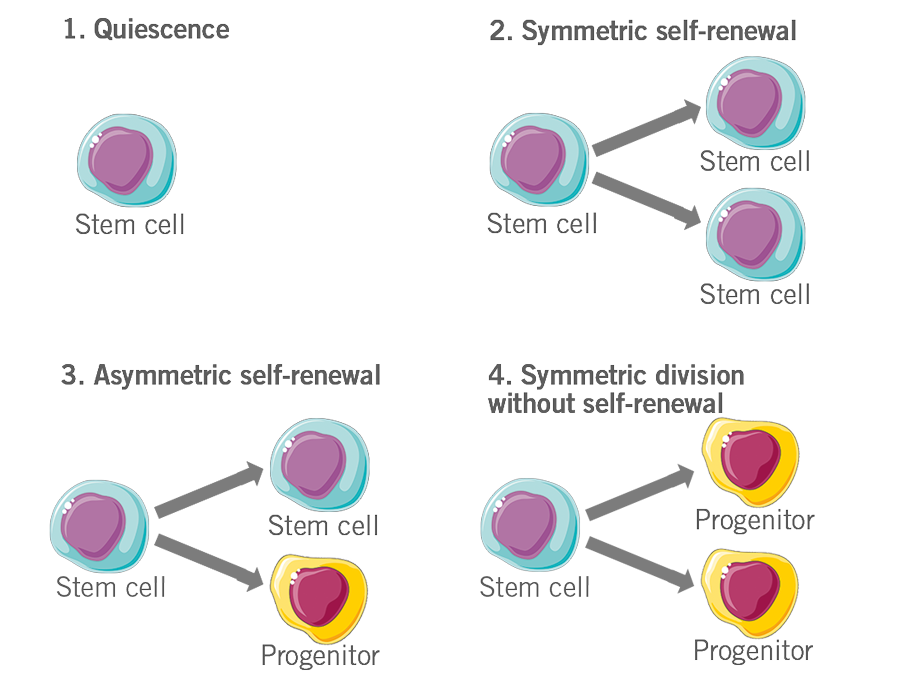 stem cell differentiation