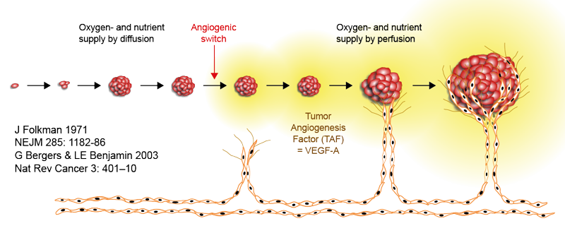 Schematic representation of cancer induced angiogenesis