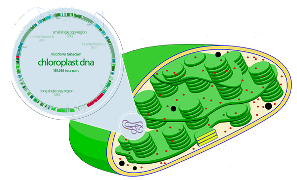 Chloroplast and chlorolast DNA (from Nicotiana tabacum)