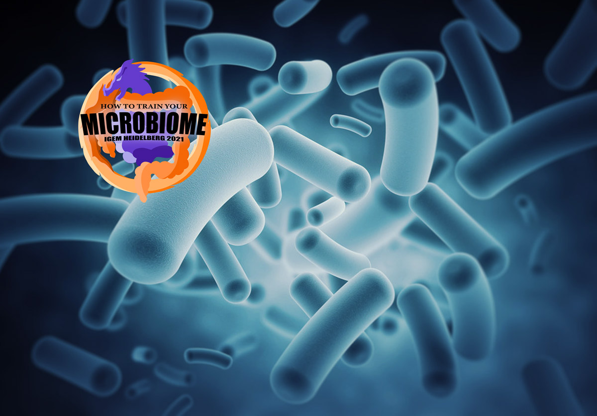 Microbiome Transformation: How To Train Your Gut Microbiome For Health