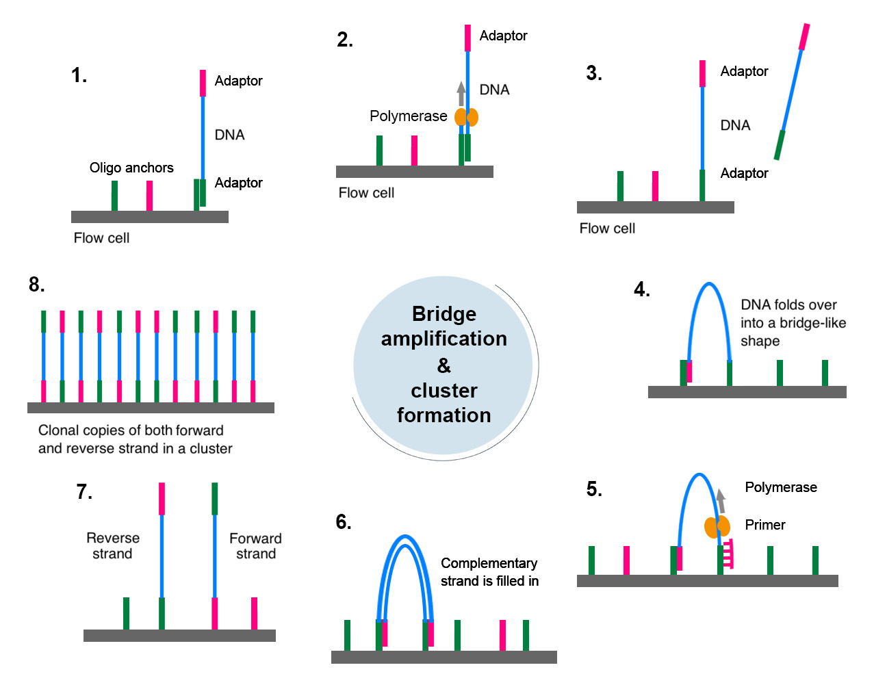 NGS platforms Get NGS done 50% faster with Genomics