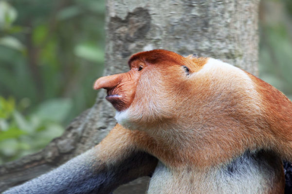 image5-proboscis-monkey