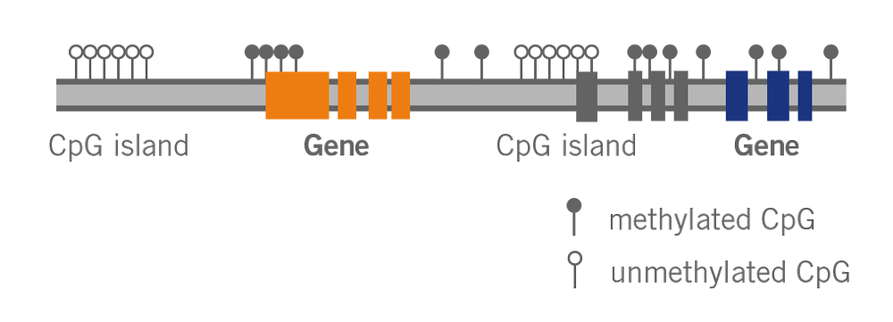 Home genomics testing for drug, nutrient and vitamin metabolisms