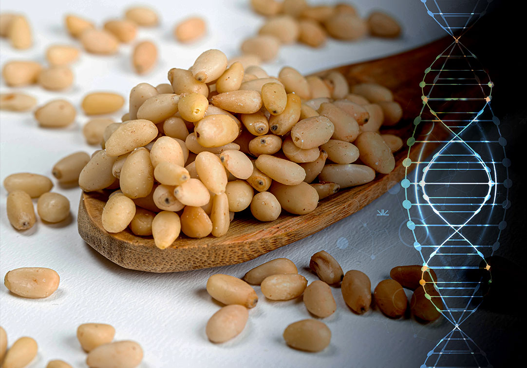 Pine Nuts – Why Testing For Edibility Matters