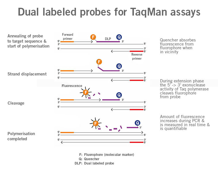 Primer Design For Ddpcr at Dwayne Hastings blog