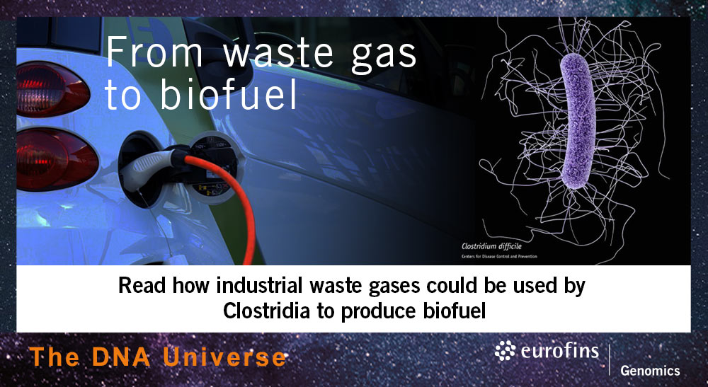 Waste gas for biofuel production with bacteria