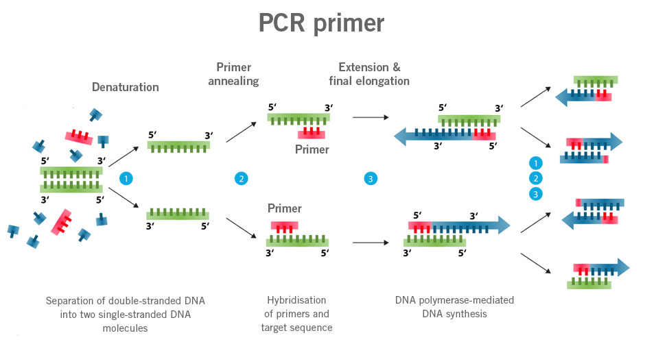 primers pcr