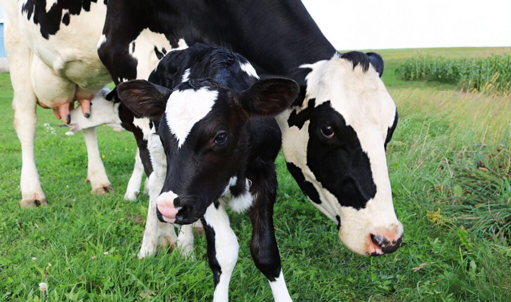 Advancing dairy cattle breeding with genomic selection